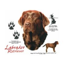 Bruine Labrador Retriever t-shirt.