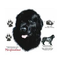 Newfoundlander t-shirt