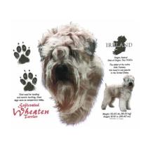 Wheaten Terrier t-shirt